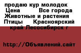 продаю кур молодок. › Цена ­ 320 - Все города Животные и растения » Птицы   . Красноярский край,Лесосибирск г.